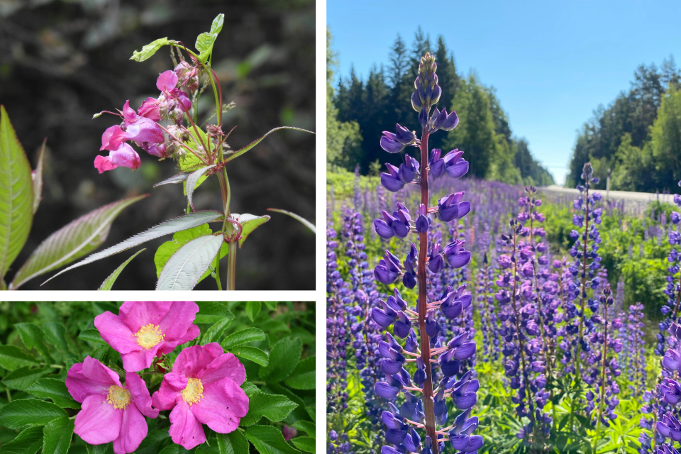 Bildkollage med vresros, blomsterlupin och jättebalsamin