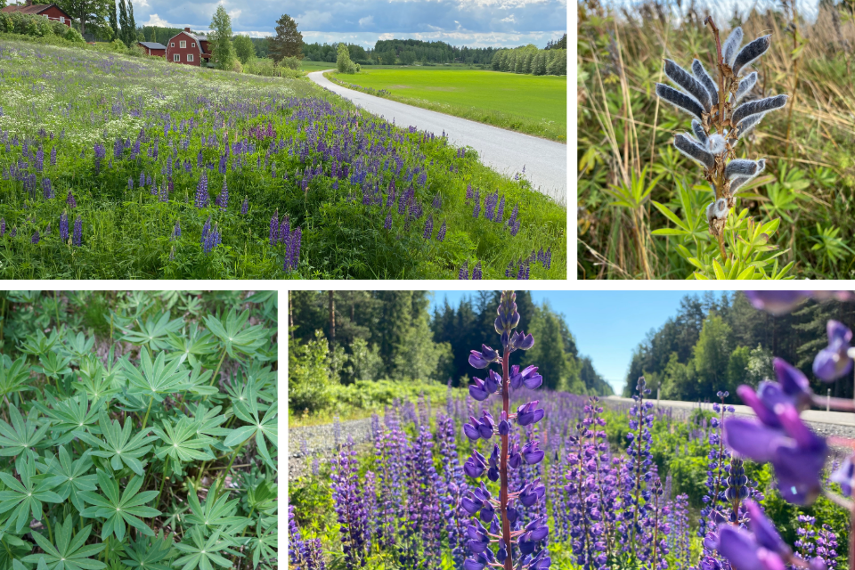 Blomsterlupin