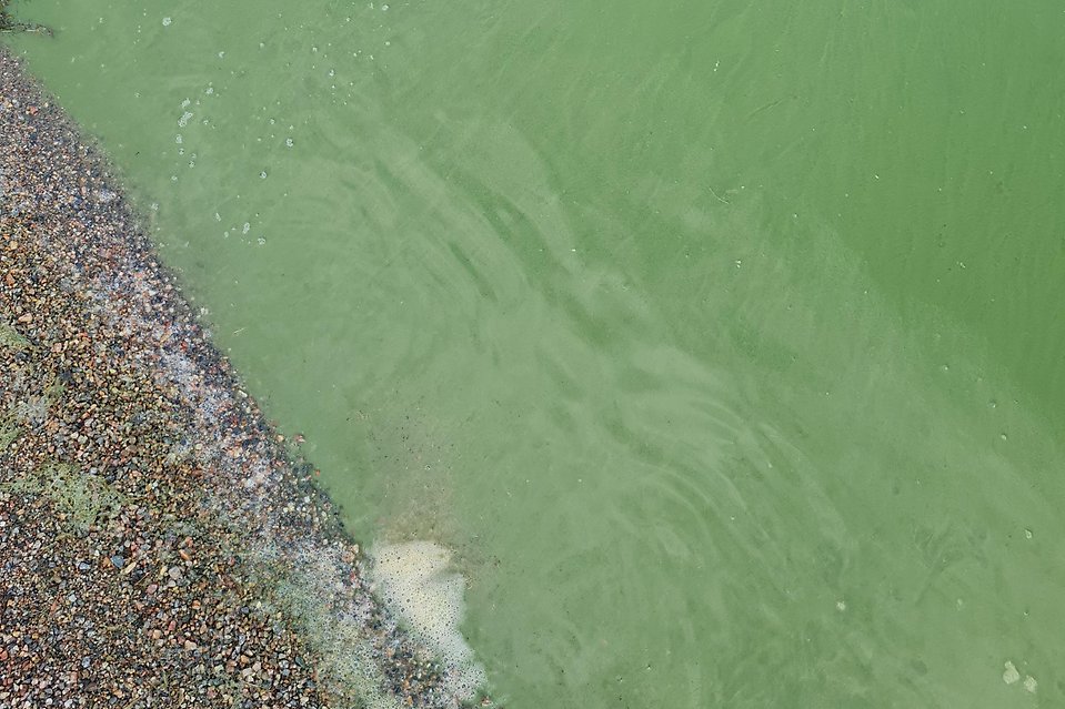 Närbild på blommande blågröna bakterier vid en strandlinje