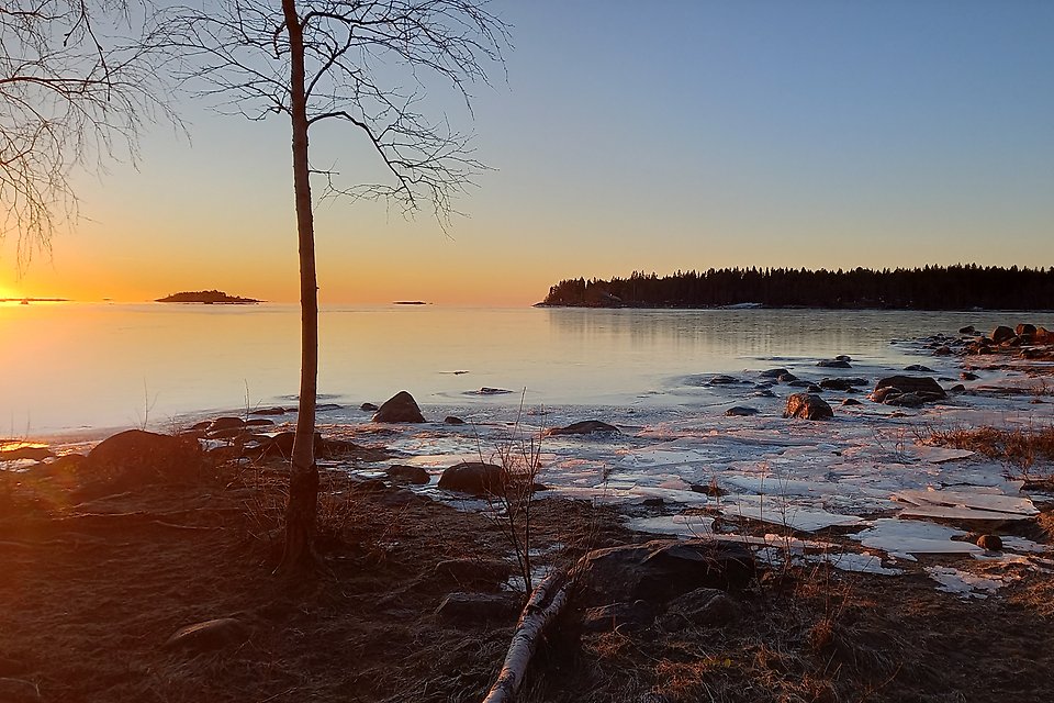 Solnedgång över vattnet vid en strandkant med krossad is. I förgrunden står en späd björk